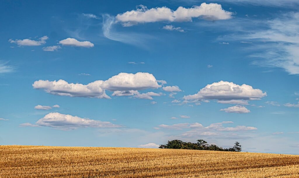rural field