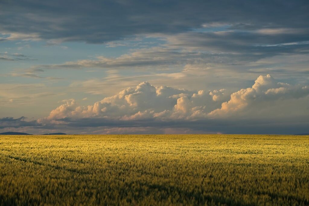 rural field